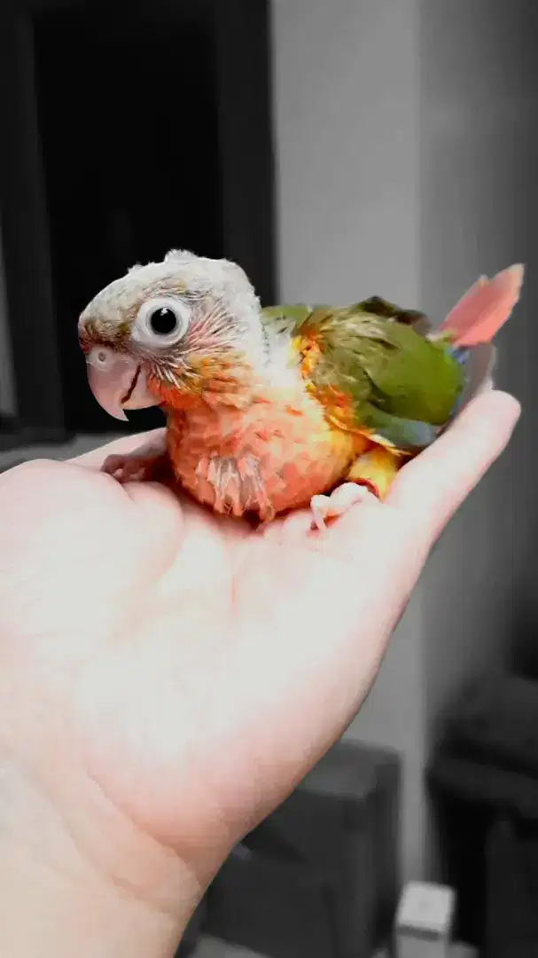 High Red Pineapple Conure