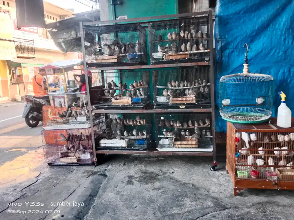 Obyokan perkutut lokal alam