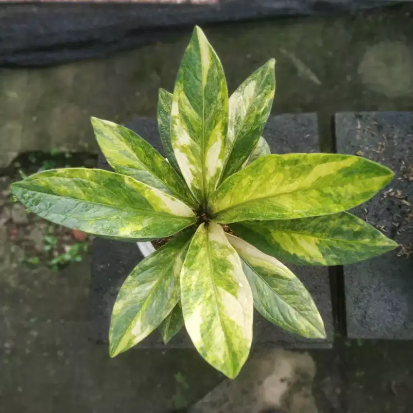 Anthurium Jemani Tornado Varigata