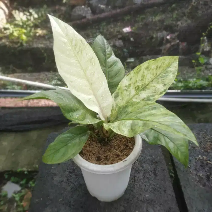 Anthurium Hookery Varigata Polkadot