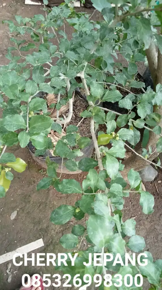 Bibit tanaman CHERRY JEPANG