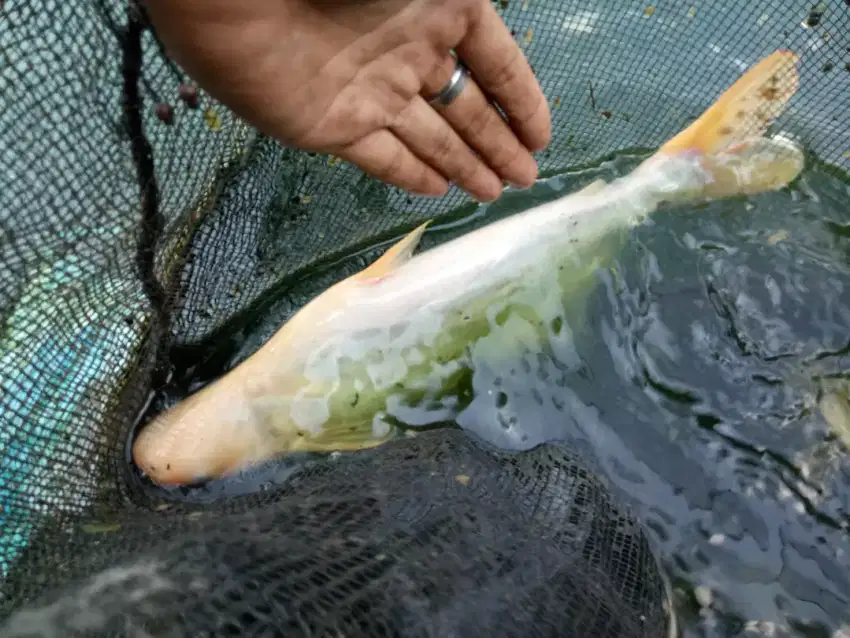 Ikan patin hias albino