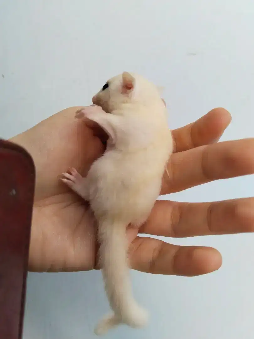 Sg sugar glider leucistic kelinci hamster landak brio jazz xpander