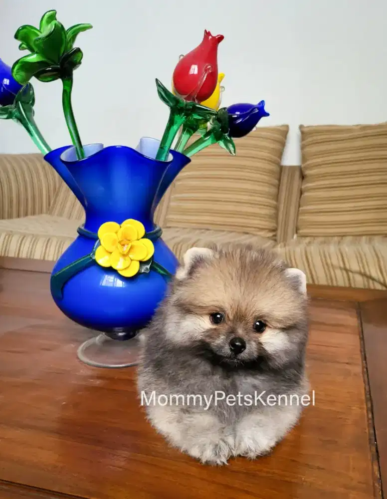 Fashion jual teacup pomeranian