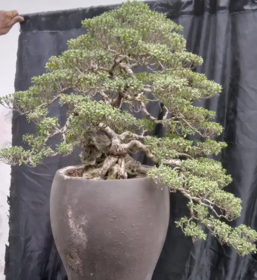 Bonsai santigi medium