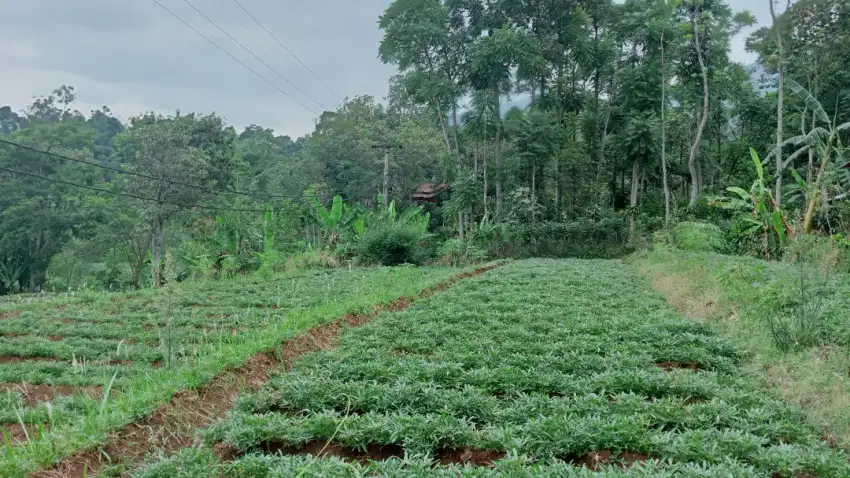 Jual tanah kebun pinggir jalan murah dibawah pasaran