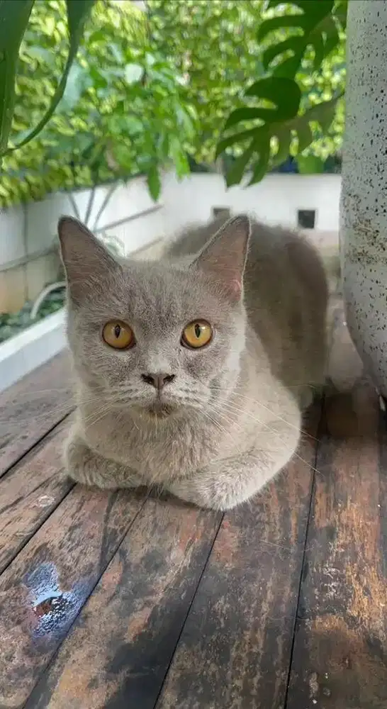 BRITISH SHORT HAIR BETINA LILAC PED