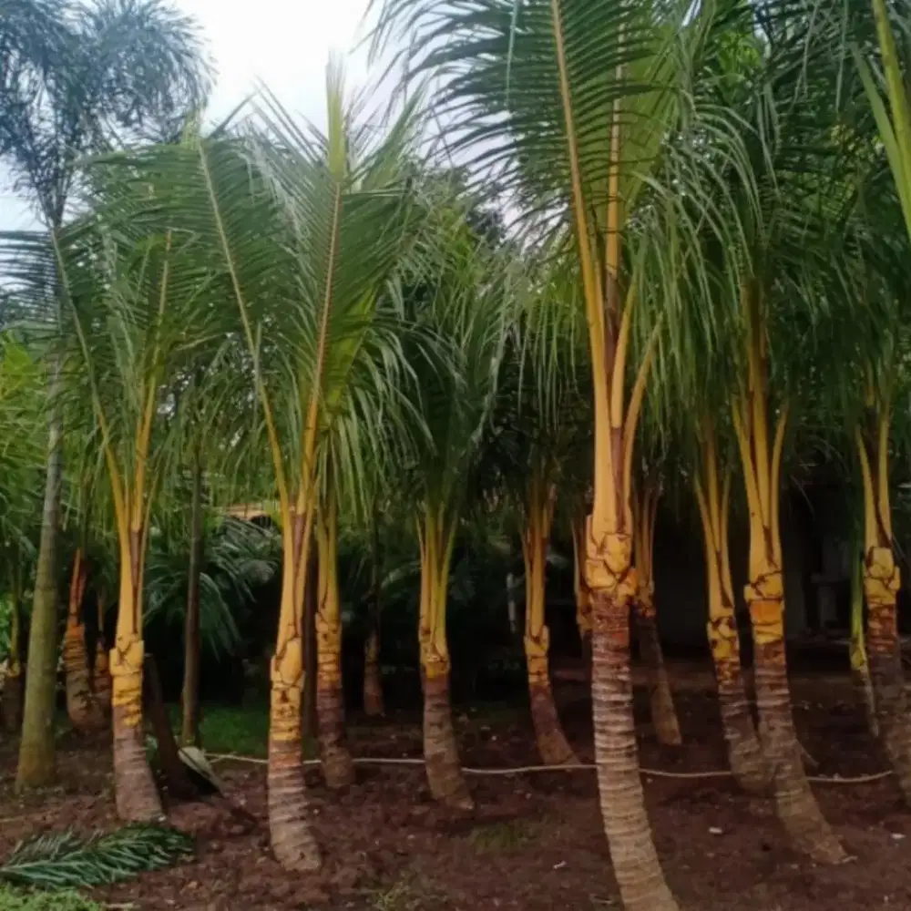 jual pohon kelapa gading