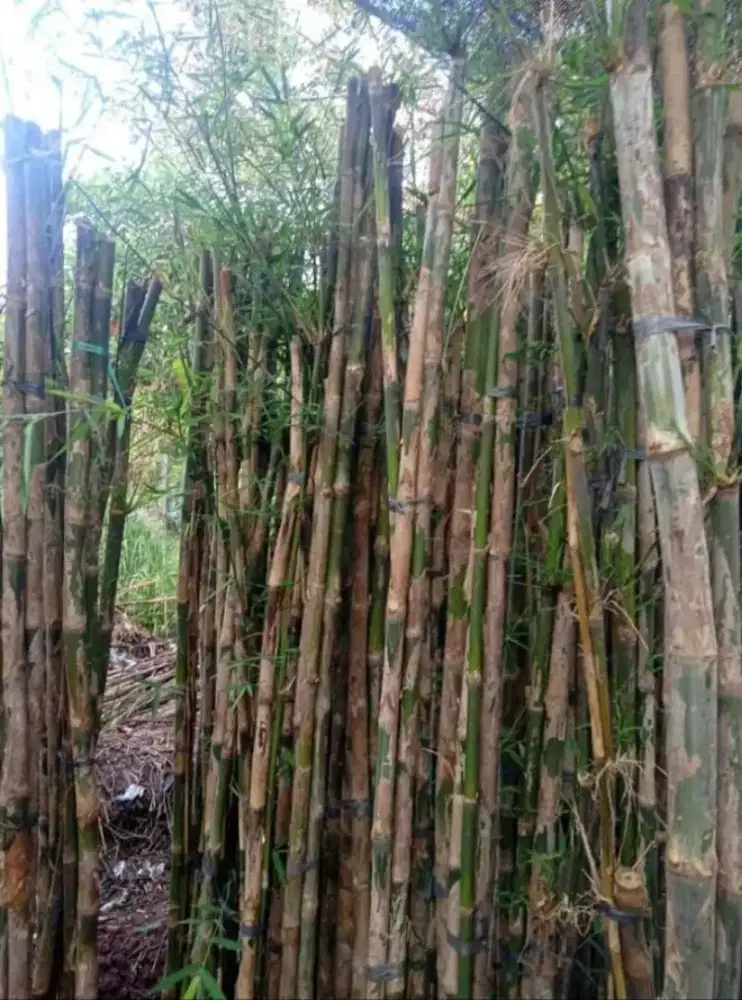 jual pohon bambu jepang