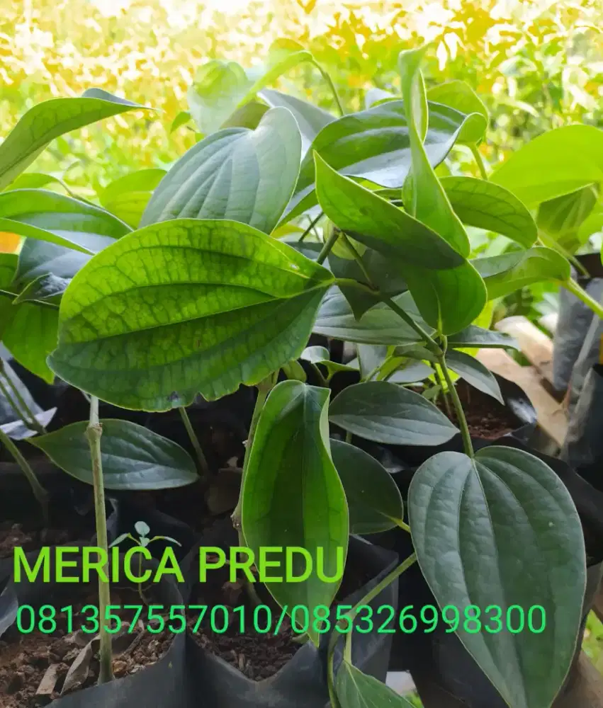 Tanaman MERICA PEREDU