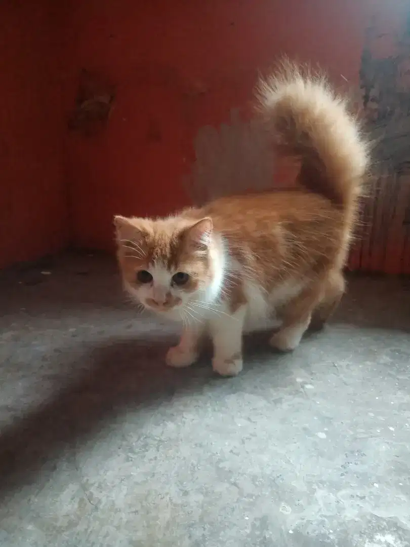 Kucing Persia imut dan lucu