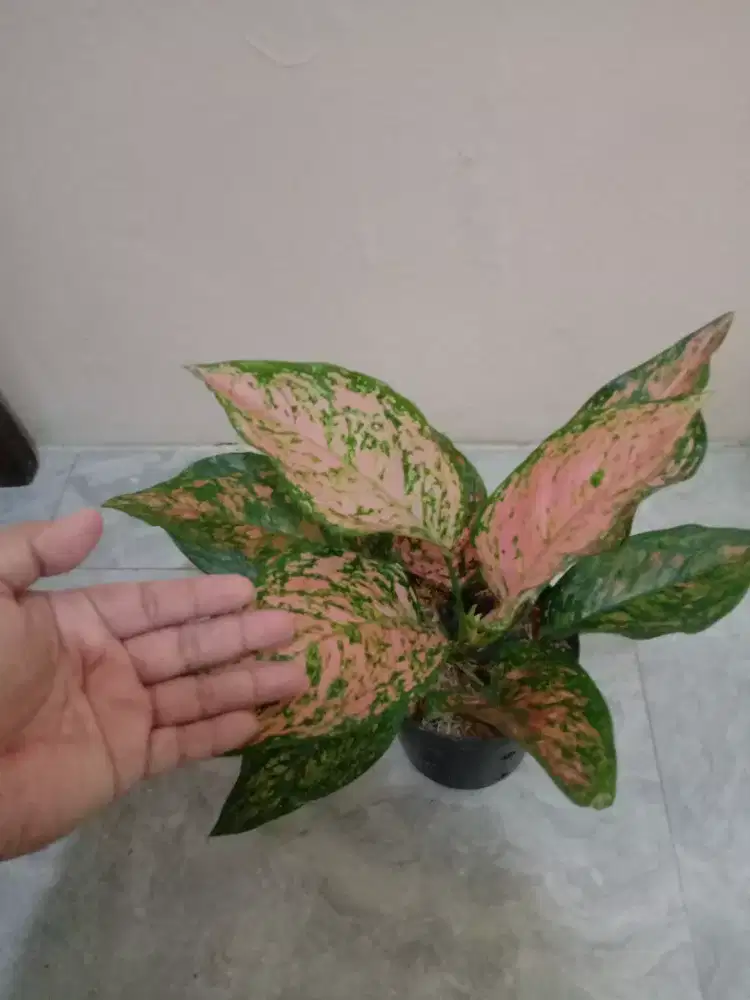 Aglonema Lady Valentine