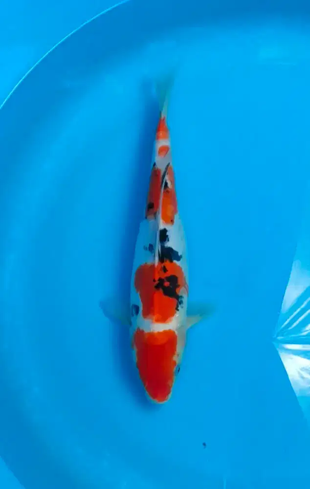 Ikan koi kualitas Maruten sanke doitsu 30cm grade A istimewa