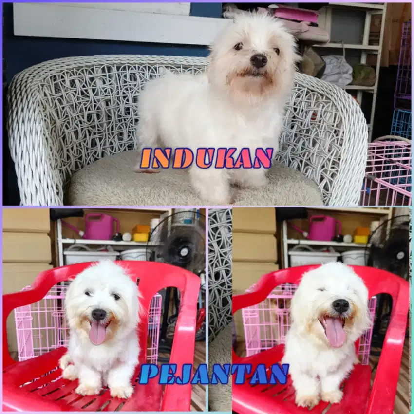 Anjing Maltese sepasang ( indukan dan pejantan )