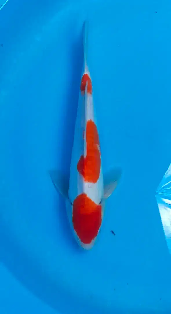 Ikan koi blitar kualitas Kohaku doitsu 30cm grade A ori
