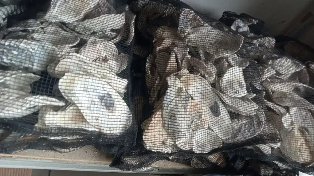 Isi Filter kolam koi Minamalis