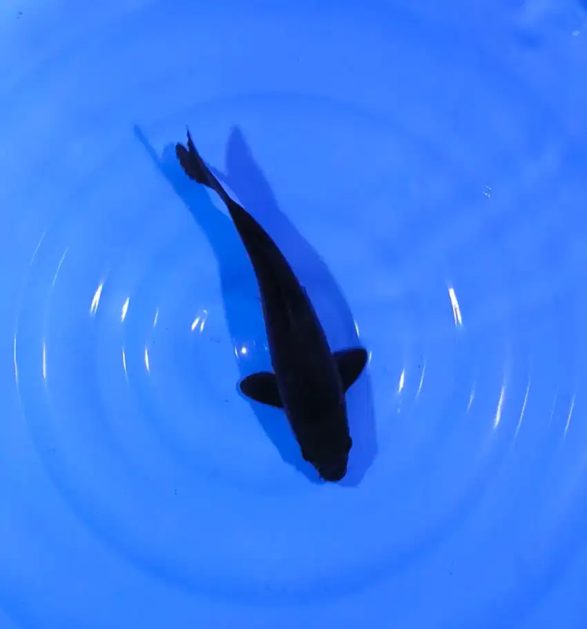 Ikan koi blitar kualitas Black karashu 35up hitam pekat sangar