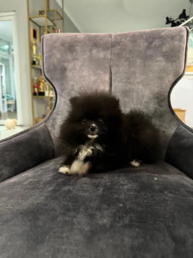 anjing mini pom pomeranian betina rare color