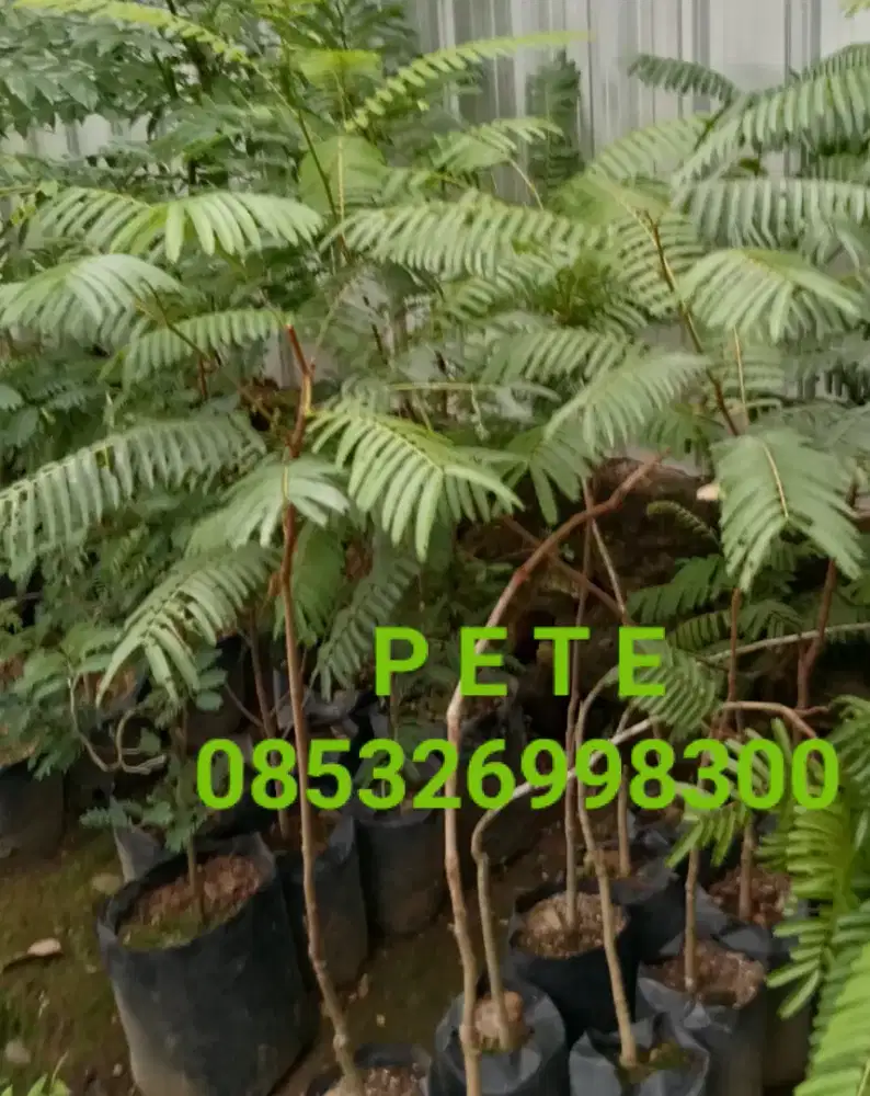 Jual pohon PETE
