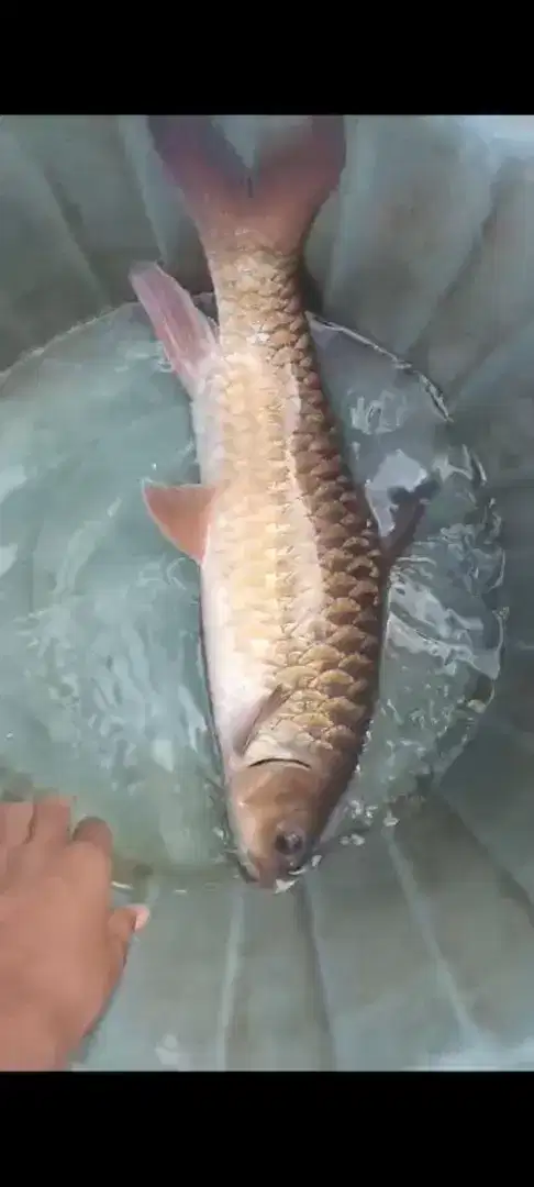 Ikan dewa/ ikan mahseer
