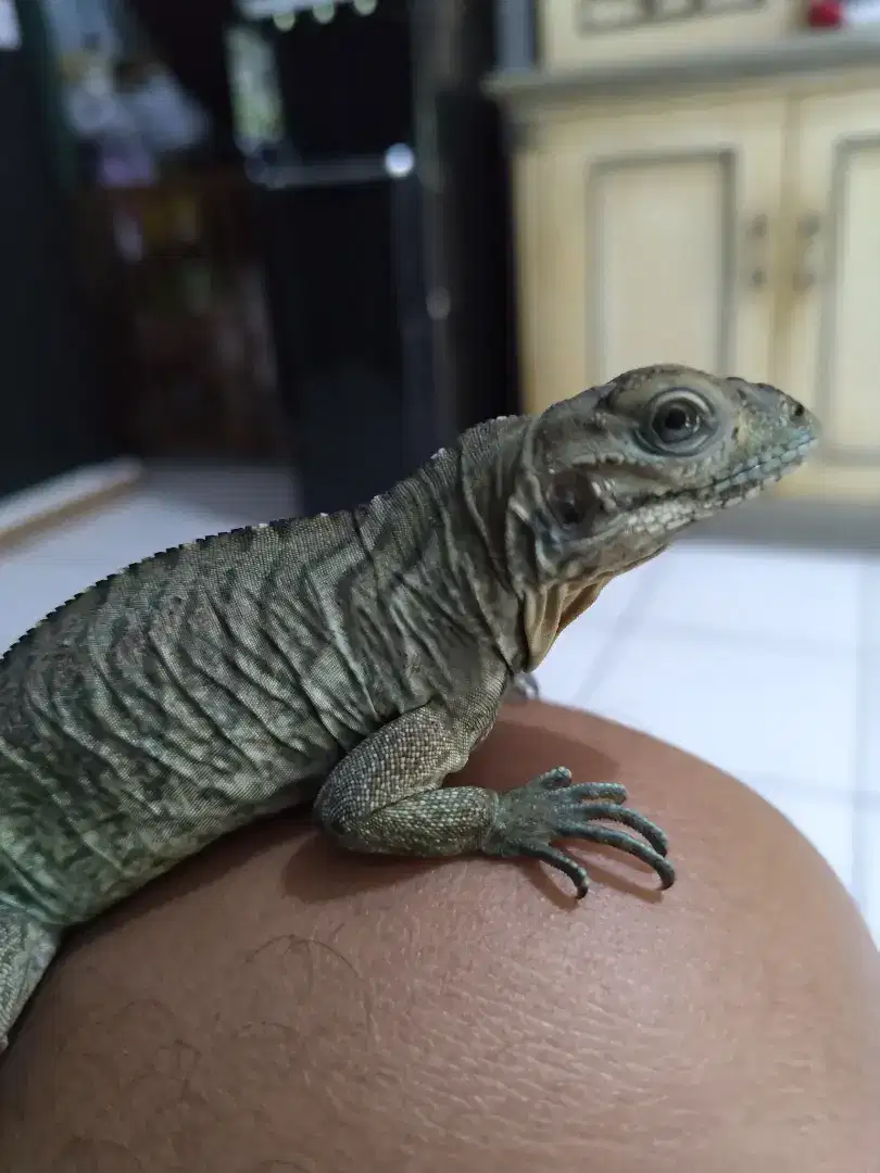 Baby Rhino Iguana