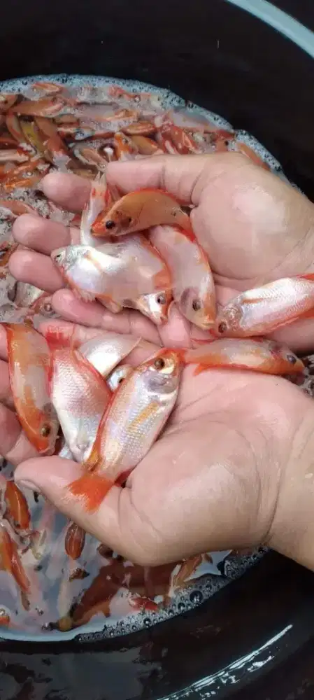 Jual bibit nila bangkok uk korek paket 200 ekor