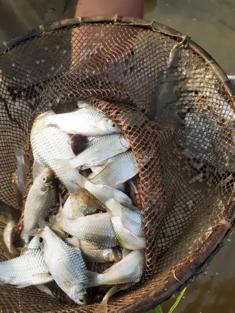 Jual bibit ikan tawes uk korek bengsin