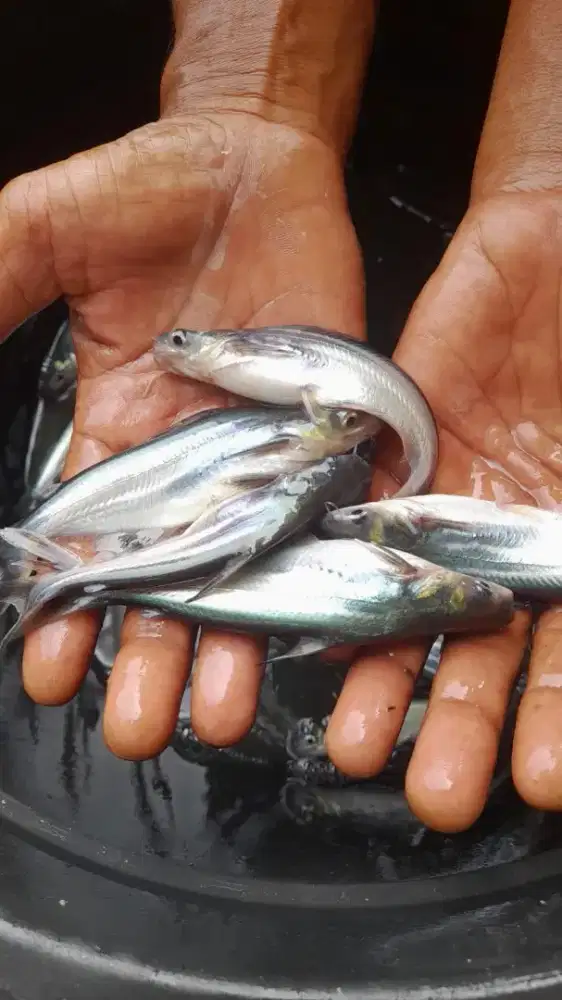 Jual bibit patin ukurnn korek bengsin paket 200 ekor
