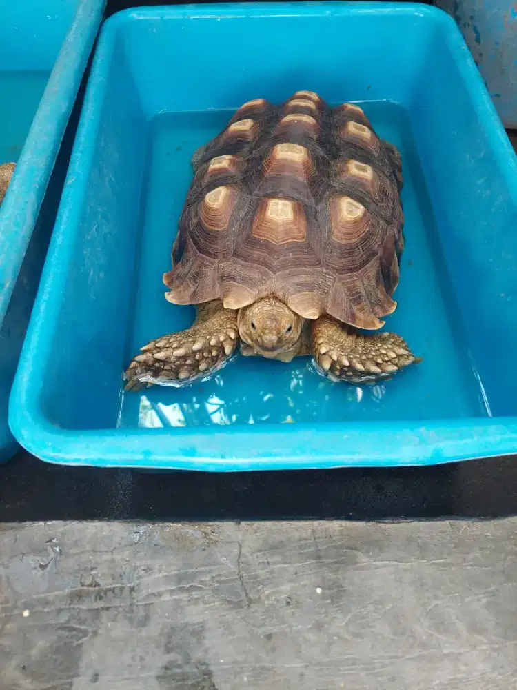 Sulcata tortoise 39 cm