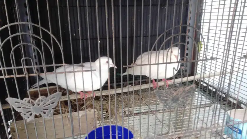 Burung puter putih mata merah sejodo