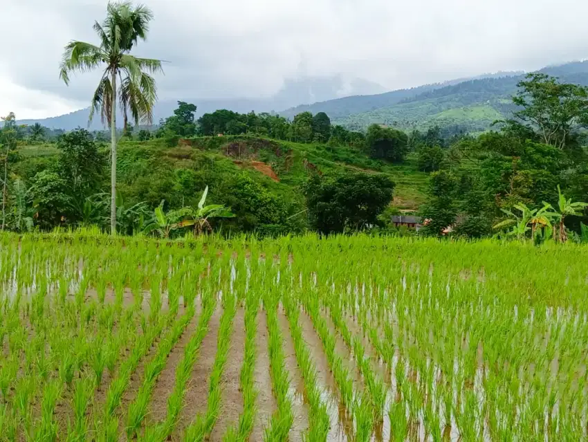 Tanah sawah sangat strategis banget View nya sangat the best ke gunung