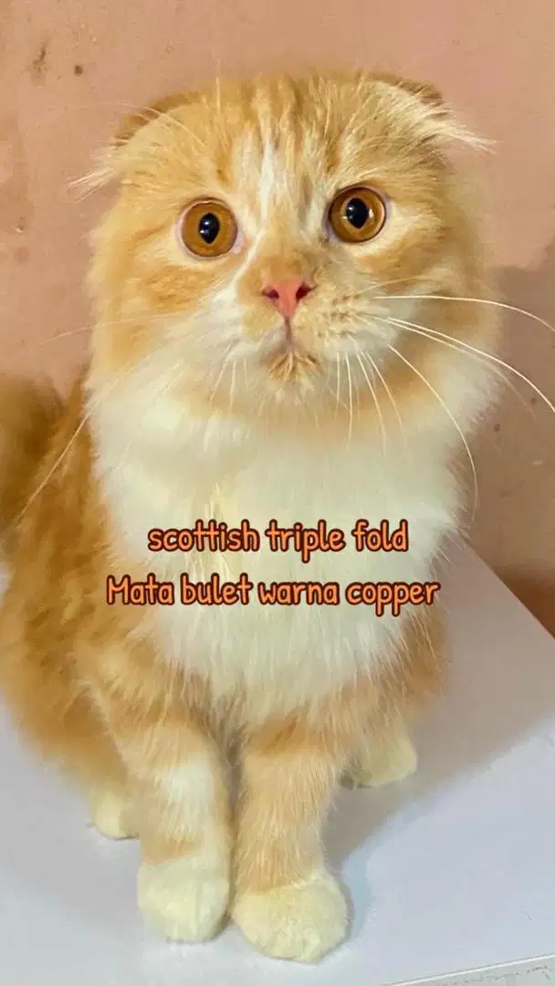 Kucing  Scottish fold triple highland scottish fold fortune cat