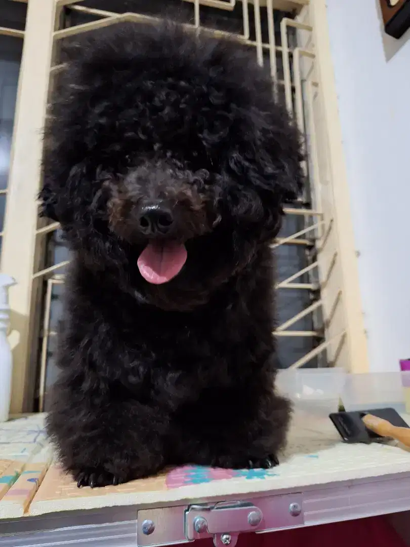 Toy poodle grey jantan