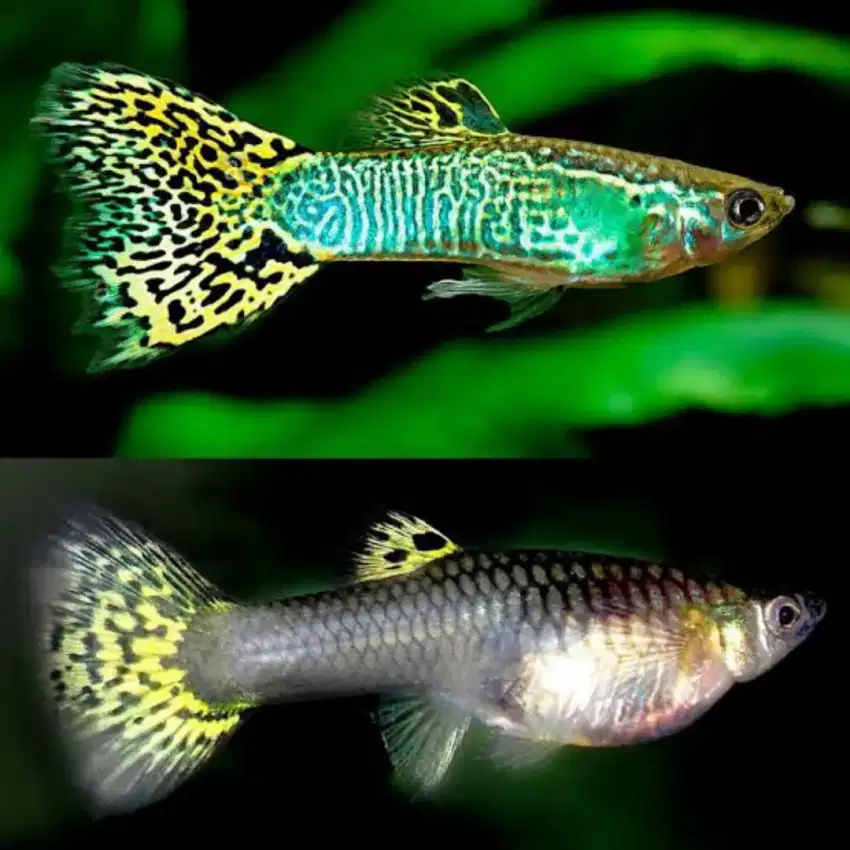 Dijual ikan guppy cobra umur 3 bulan