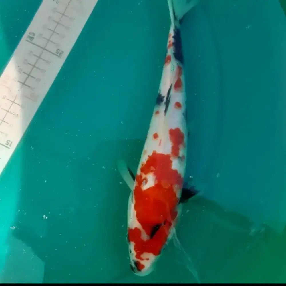 Ikan koi Showa 30cm warna red strong