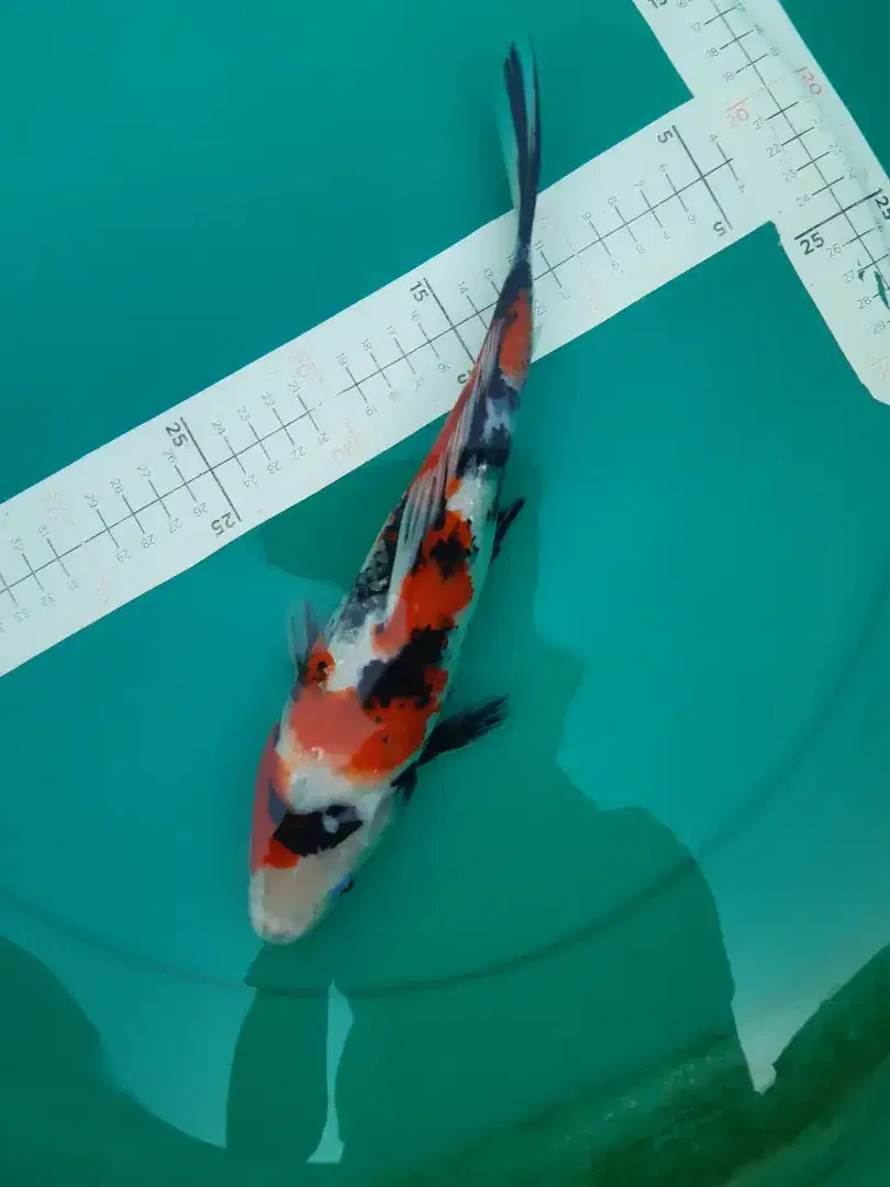 Ikan koi Showa Sanshoku 32cm