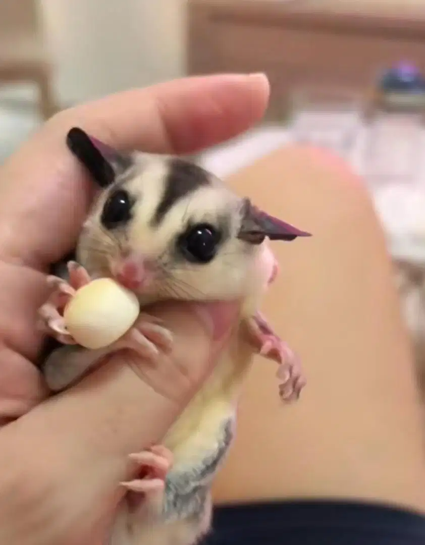 Sugar glider sepasang whiteface het Leu dan classic grey