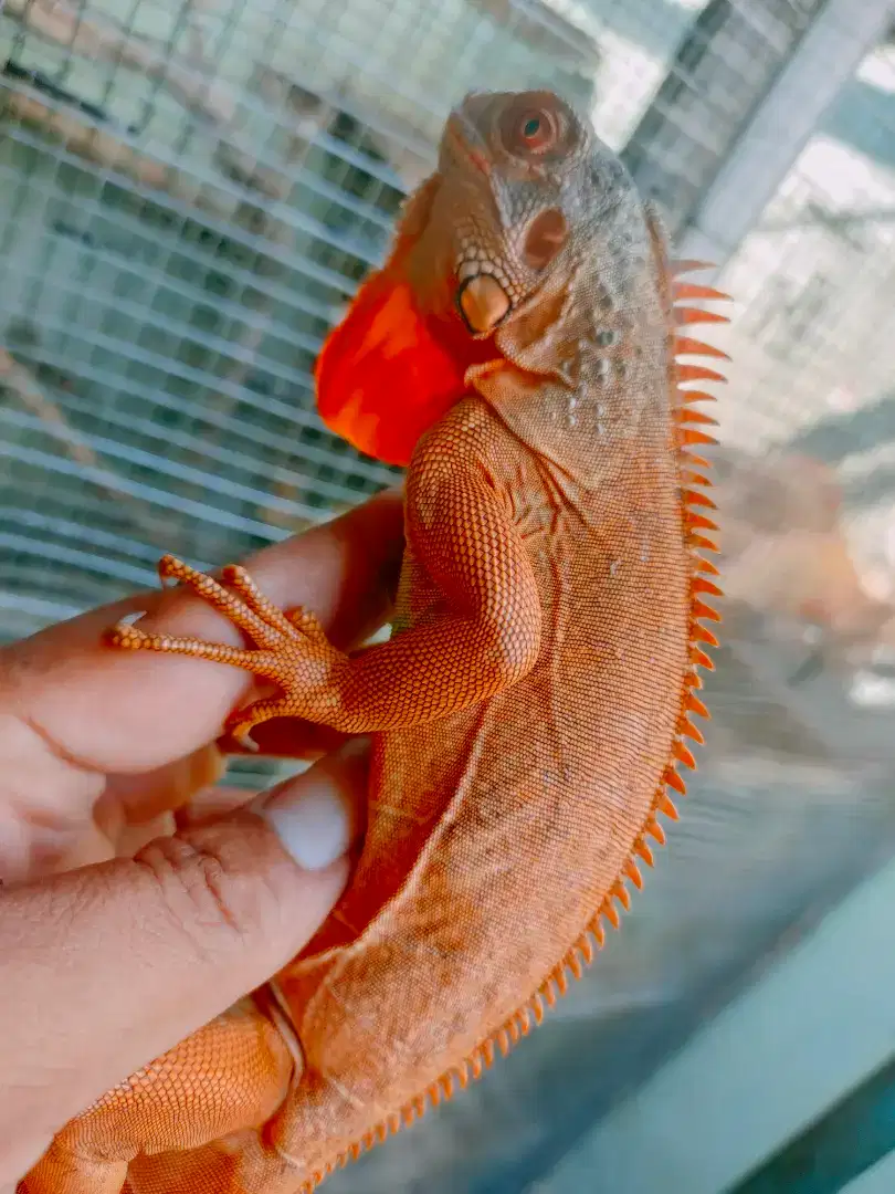 Red iguana juve