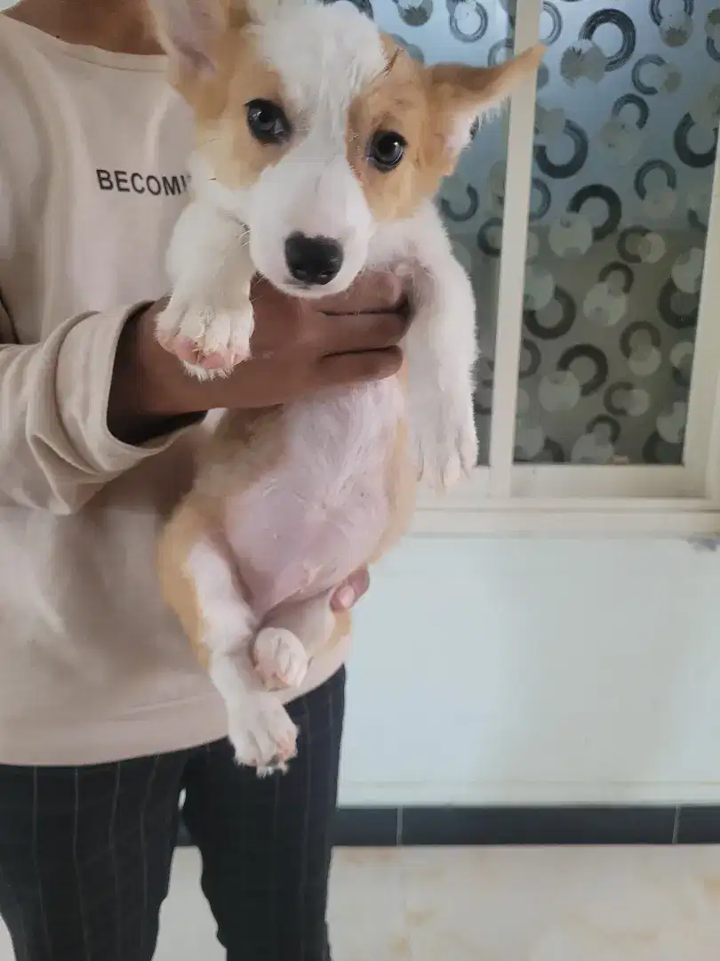 Corgi jantan short