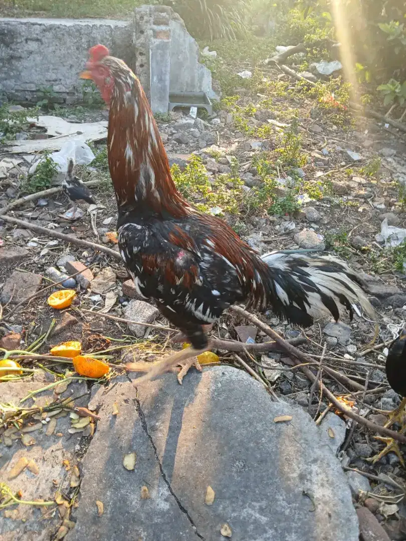 Di Jual Ayam Bangkok Klasik