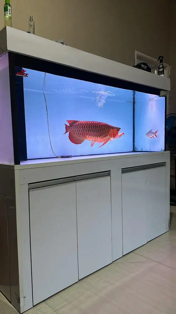 Arwana SR 60cm plus aquarium kabinet