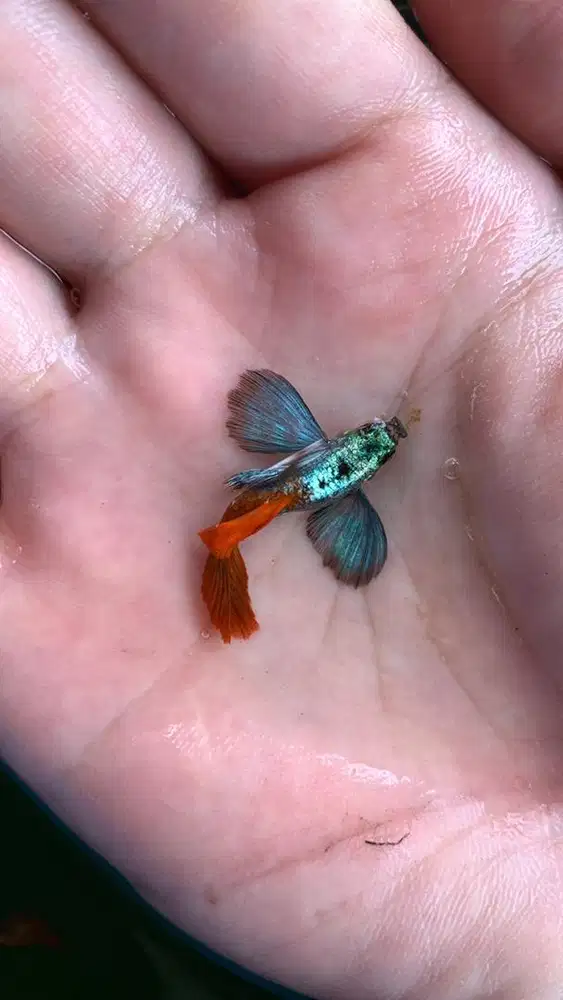 Guppy Telinga Besar Platinum Red Tail Dumbo Ear
