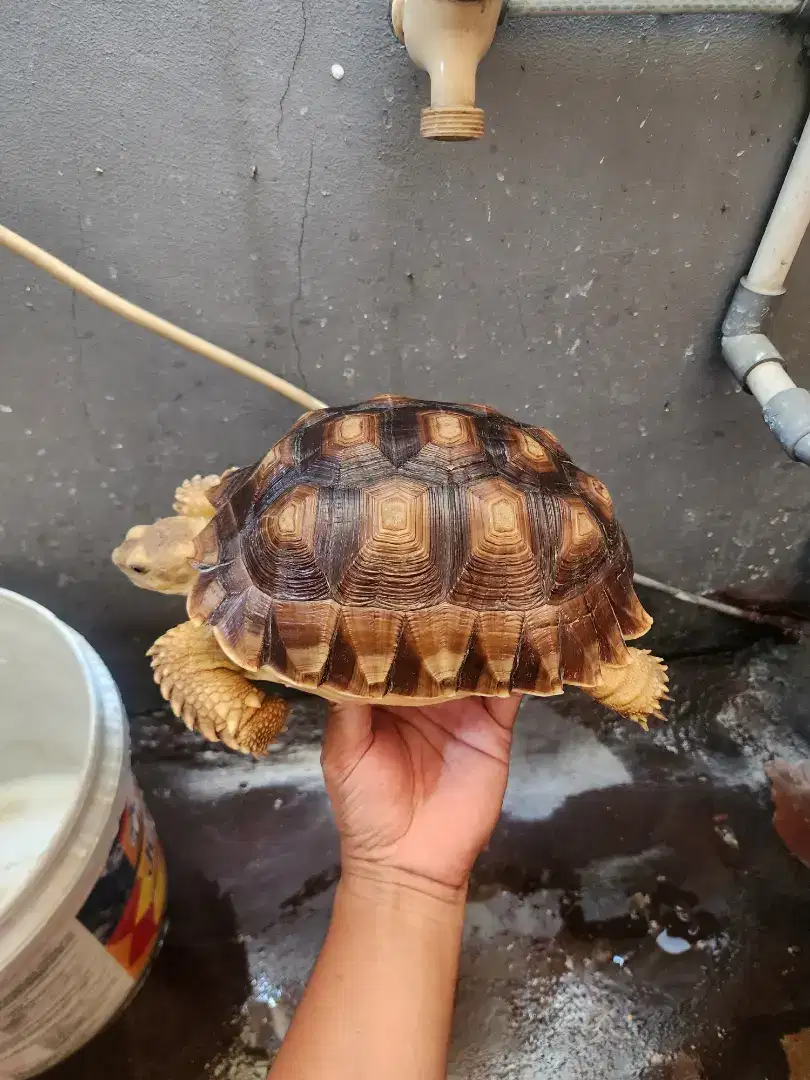 Sulcata 22cm UP