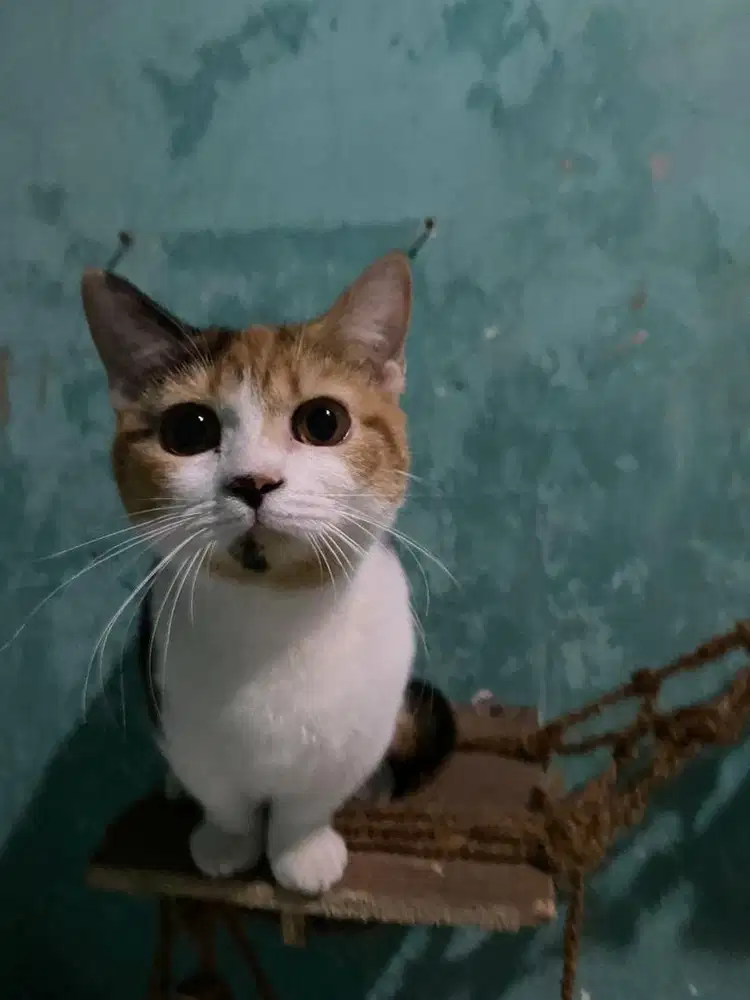 Anakan Bsh x munchkin