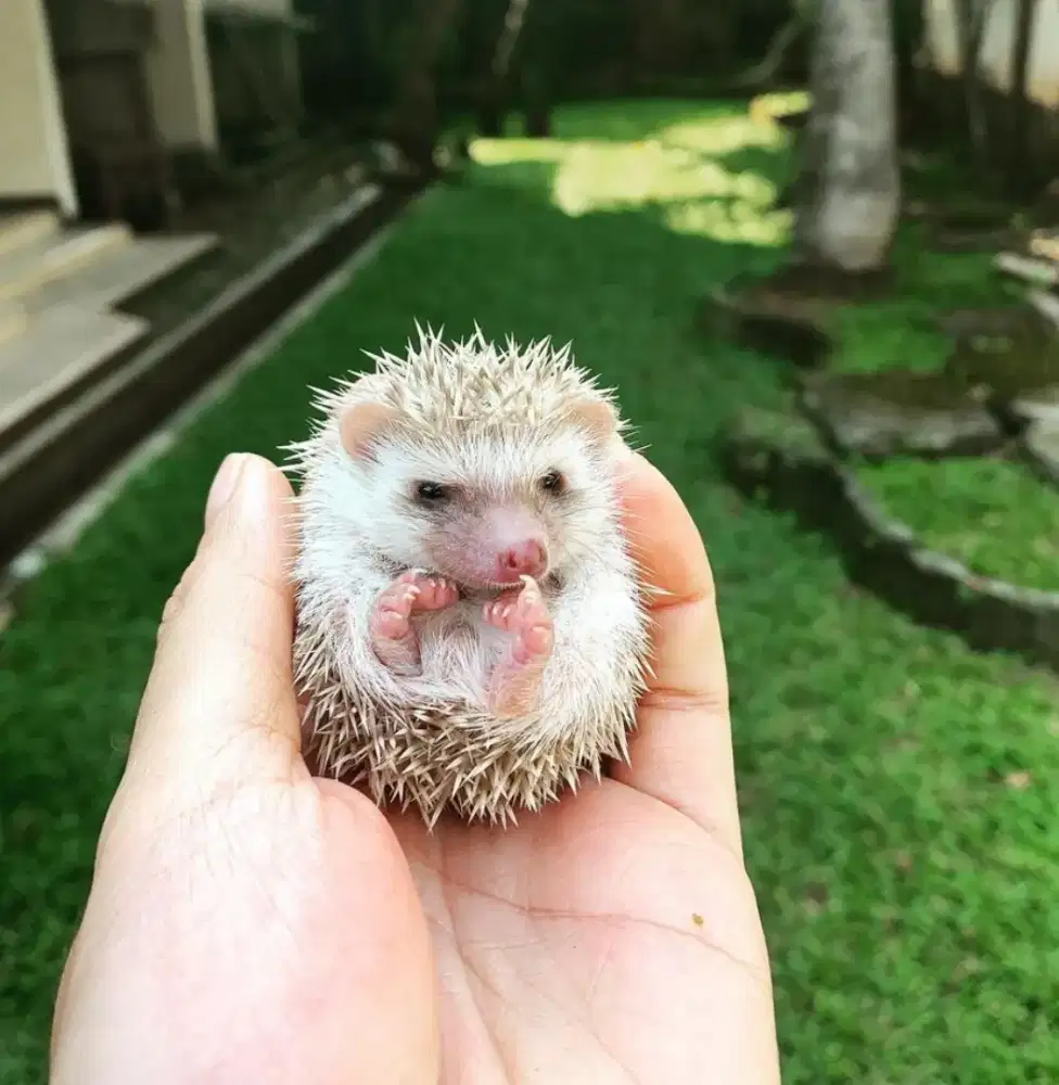 Landak mini anakan lucu