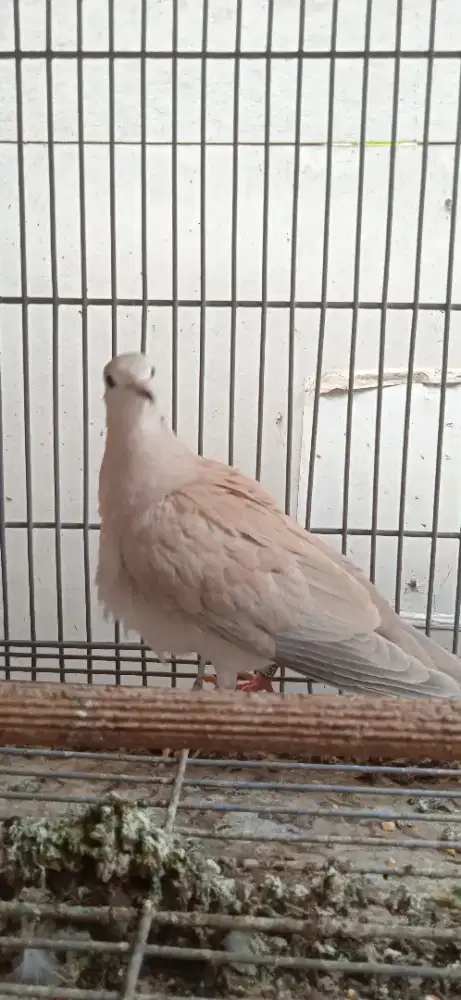 Asli Puter Pelung masih muda (Baca Deskripsi Iklan)