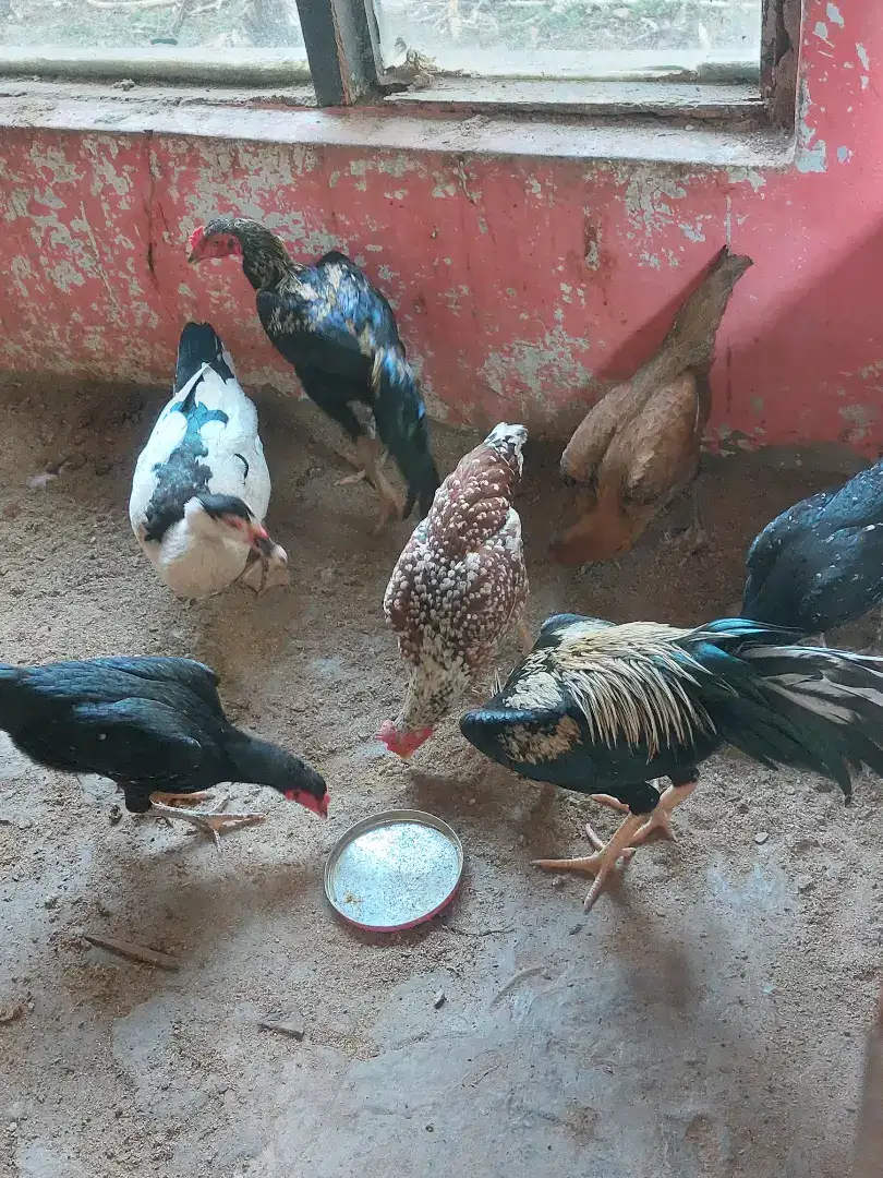 Berbagai ayam kampung