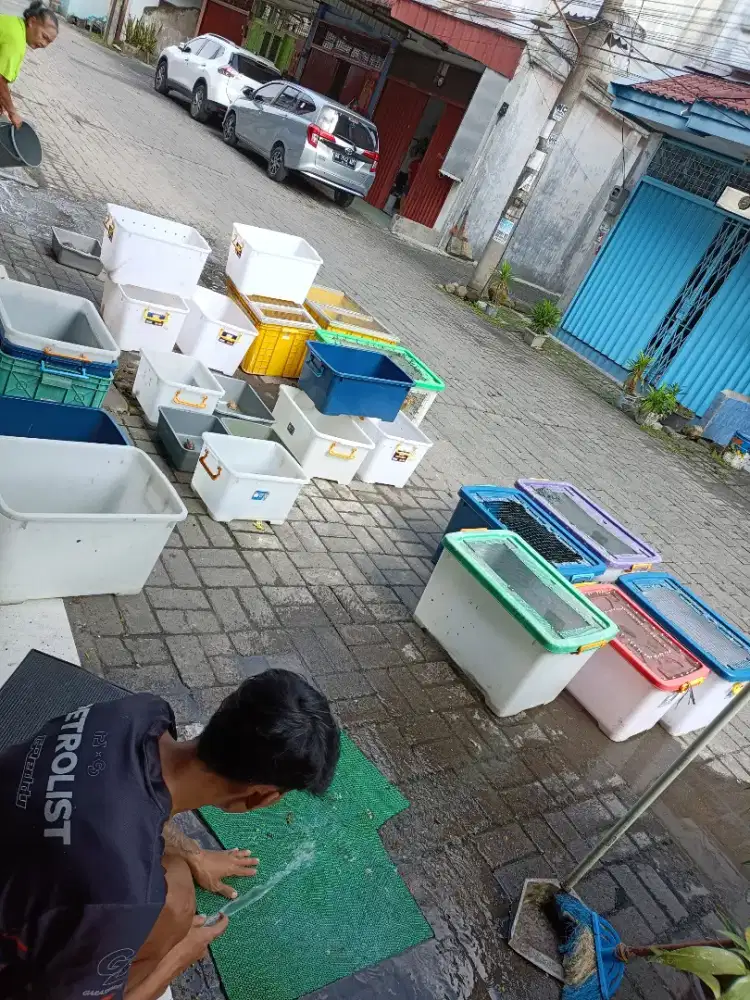 Keeper hewan/bantu urus hewan