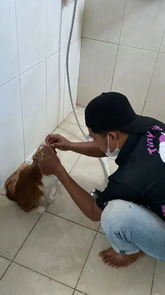 Grooming panggilan kucing anjing panggilan ke rumah