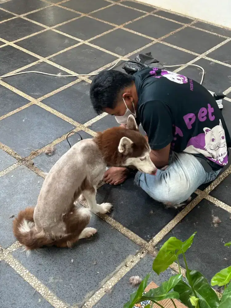 Home service jasa grooming khusus anjing